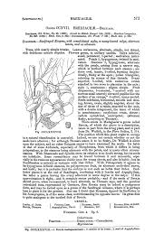 Image result for Wahlenbergia collomioides