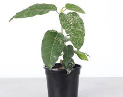 Image result for Ficus abutilifolia