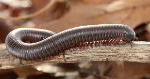 But just how many legs do millipedes have? What Is The Difference Between A Centipede And A Millipede Worldatlas