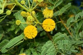 Image result for Embelia nilotica