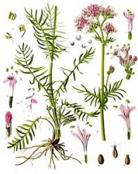 Image result for Valeriana