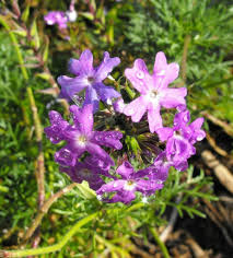 California native plants purple flowers. California Native Plants List The Arboretum