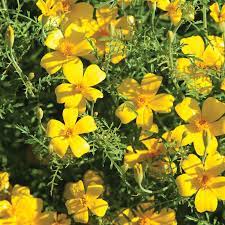 Lemon Gem Marigold Small Yellow Flowers Marigold Flower Edible Flowers