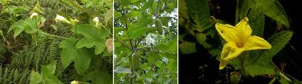 Image result for Peponium vogelii