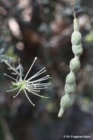 Image result for Maerua edulis