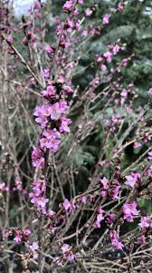 Image result for Daphne mezereum