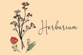 Ein herbarium oder auch herbar ist eine sammlung von getrockneten und gepressten pflanzen, die aufgeklebt und beschriftet werden. Herbarium Deckblatt Pdf Zum Ausdrucken Kribbelbunt