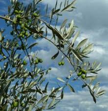 About Devon Siding Olives