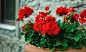 Their bright colors make them a. Annual Flowers And Plants Garden Design