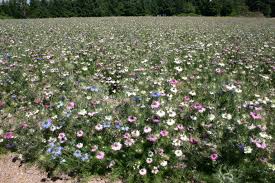 We did not find results for: Silver Falls Seed Company Love In A Mist Mix