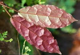 Image result for Ficus chirindensis