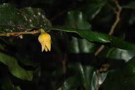 Image result for Xylopia wilwerthii