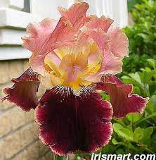 Pin On Gardening