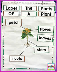 Shows lots of plants that you can eat. Label The Parts Of A Plant The Kindergarten Smorgasboard