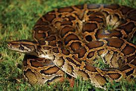 Florida Pythons Navigate Home Over Record Breaking Distance Burmese Python Snake Python