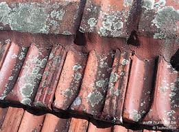 Comment enlever mousse sur tuile. Lichens Et Algues Des Agresseurs Pour Vos Tuiles