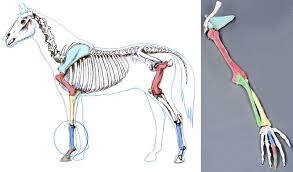 Check spelling or type a new query. Hoof Structure Understanding The Horse