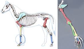 They are attached to bones and arranged. Hoof Structure Understanding The Horse
