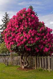 Rhododendron Alpska Ruze Jardim De Hortensia Plantio De Arvores Belos Jardins