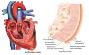 Jantung adalah organ yang mempunyai ruang kosong, berbentuk kon, terletak diantara peparu dan di belakang tulang rusuk. Fungsi Jantung Pengertian Anatomi Cara Kerja Bagian Gambar