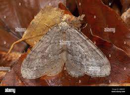 Image result for Operophtera fagata