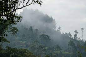 File:063 Mist rising from the Bwindi Impenetrable Forest National Park  Photo by Giles Laurent.jpg - Wikipedia