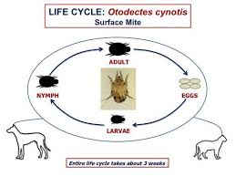 Image result for what do otodectes cynotis look like in dog fur