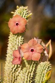 Image result for Hoodia
