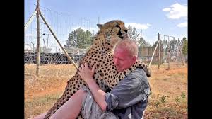 Enjoy their curvy look here! Man Reunites With African Cheetah 2nd Time Do Big Cats Remember You Love Hugs Kisses Youtube