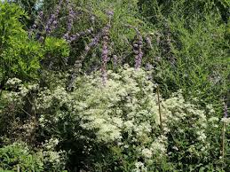 Abuzz with little bees and adorned with butterflies the autumn clematis is thrilling to observe. Clematis Paniculata Terniflora Maximowiczaiana Clematis Paniculata Baumschule Horstmann