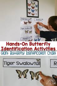 hands on butterfly identification activities for kids