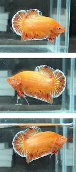 Pin On Aquatic Ecosystem