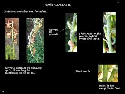 Image result for Crotalaria lanceolata