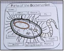 Science Interactive Notebook Cells Organelles Processes Interactive Science Notebook Biology Interactive Notebook Science Notebooks