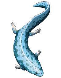 Amphibian August 13 Dvinosaurusdvinosaurus Lived During The Late Permian Of Russia 259 254 Mya Lend Prehistoric Animals Prehistoric Creatures Amphibians