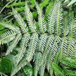 Image result for Pteris tripartita