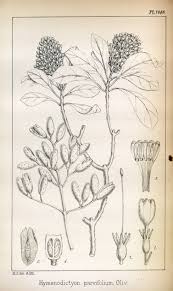 Image result for Hymenodictyon