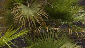 Image result for Acoelorrhaphe