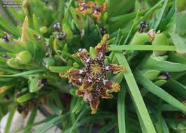 Image result for Ferraria