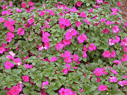Image result for Impatiens stuhlmannii