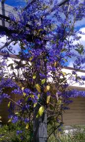 Image result for Petrea volubilis