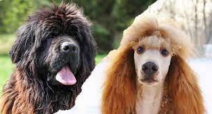 Maybe you would like to learn more about one of these? Newfypoo A Complete Guide To The Newfoundland Poodle Mix Breed