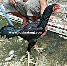 Ayam pama banyak di import dari thailan dan menjadi salah satu ayam favorit bang yiying, banyak banget yang mencari asal usul. 10 Jenis Ayam Bangkok Terbaik Dan Bagus Untuk Dipelihara Hobinatang