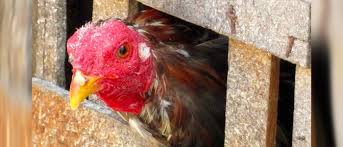 Ayam peru yang dimaksud satu di antara tipe sabung ayam yang menggunakan pisau dalam untuk bermain judi sabung ayam peru online ini tentu anda diharuskan untuk memiliki sebuah akun terlebih. Ciri Ciri Ayam Peru Archives Situs Judi Agen Sabung Ayam Online