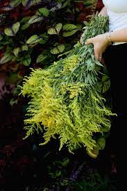 Goldenrod Benefits For Allergies Sinus Infections And Utis Herbalism Herbal Tinctures Herbal Medicine
