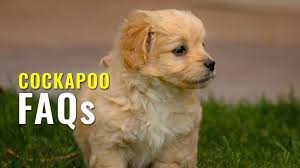 The cockapoo is a mix of poodle and cocker spaniel. Cockapoo Faqs Questions And Answers On The Cockapoo Breed Petmoo