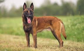 Purebreds, mixes, breed lovers, dog lovers and animal lovers are welcomed. Malinois Belgian Caracteristici RasÄƒ Caine TÄƒramul Animalelor