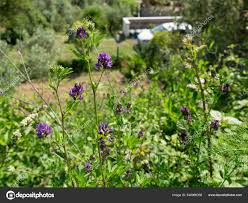 Image result for Psoralea