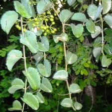 Image result for Cissus rotundifolia