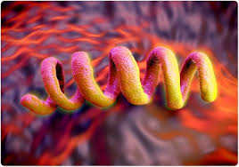 Syphilis Et Gonorrhee Sur L Augmentation En Angleterre